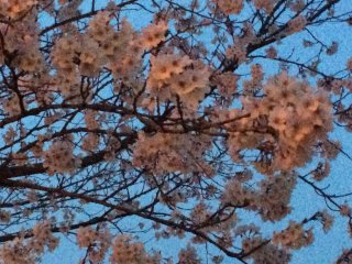 桜は八分咲き（3月30日現在）