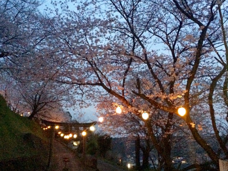 토리이를 향해 돌계단을 오르면 벚꽃 터널이 아름답다
