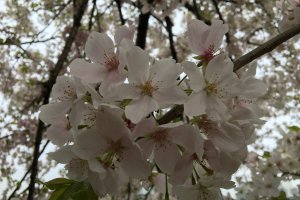 Close up of sakura flower