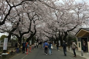 Nghĩa trang Yanaka - Cách công viên Ueno 10 phút đi bộ, làn đường sakura chạy ngay dọc nghĩa trang
