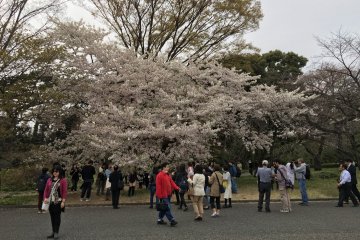 Imperial Palace - people swarming one of the fully blooming trees to take pictures