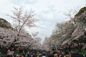 Taman Ueno - terkenal akan jalan berpagarkan pepohonan sakura