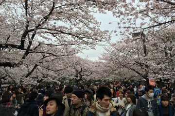 Yoyogi Park - a sea of people in all directions