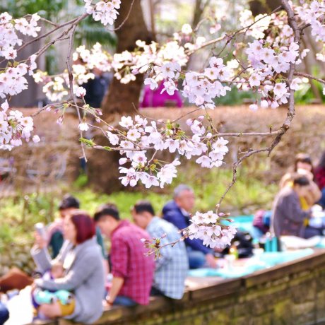 Cherry Blossom Guide: How to Hanami