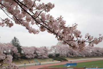   Sakura in full Bloom