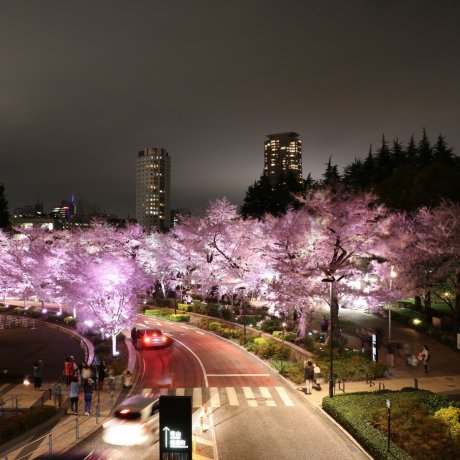 Sakura Tokyo 2016