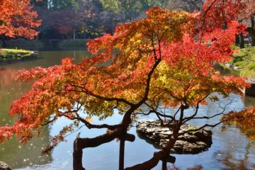 Japanese maple branching out over a pond