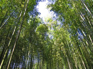 Une promenade à travers la forêt de bambous a le pouvoir d'apaiser