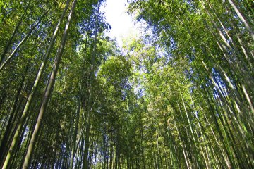 
A walk through the bamboo groves has the magical ability to quieten one’s mind. 
