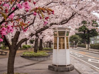 An old fashioned telephone box lost within a sea of pink cherry blossoms