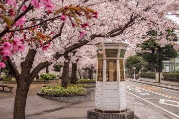 An old fashioned telephone box lost within a sea of pink cherry blossoms