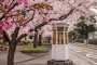 Yamate-Bluff Cherry Blossoms  