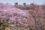Bunga Sakura Taman Negishi