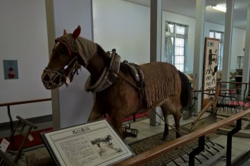 Чучело лошади в музее