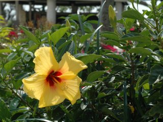 Esta flor de Okinawa pode ser encontrada nos muito bem tratados jardins do Hotel Breeze Bay Marina