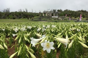 A sea of lilies - the lookout point is in the background