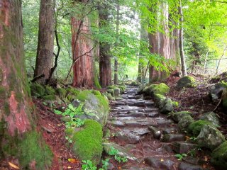 Path through the cedar forest