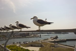 Seagulls waiting for treats