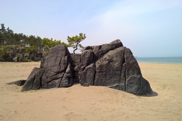 A natural bonsai on white beach