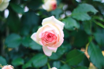 Light pink colored rose