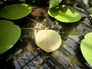 Giant Victoria Lily pads
