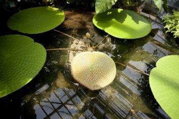 Giant Victoria Lily pads