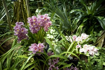 There is a wide variety of tropical orchids at the conservatory