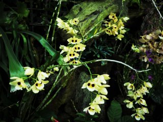 Tropical orchids