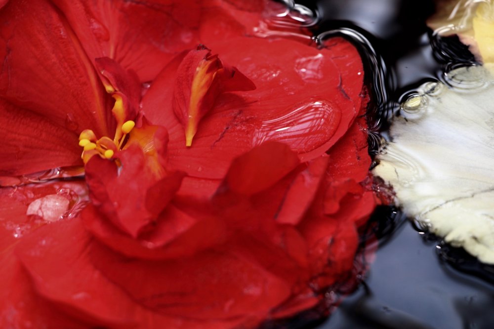 หยดน้ำบนดอกกุหลาบญี่ปุ่น