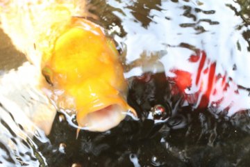 An intrigued "koi" fish investigating. 