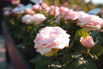 虹彩花園－玫瑰花園：粉玫瑰