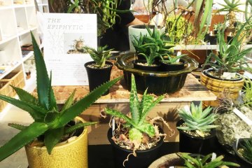The Epiphytic - Bizarre Plants Showcase