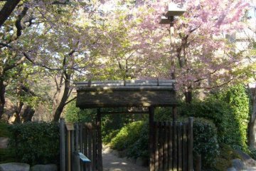 <p>For those few days in spring, the entrance is wreathed in cherry-blossom flowers</p>