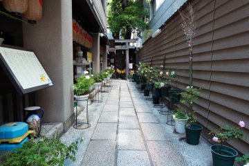 Plants lined-up along the shrine's entrance way