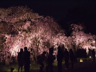 Less commercialised than other tourist spots, it was a pleasure to enjoy the sakura in relatively more peace and quiet