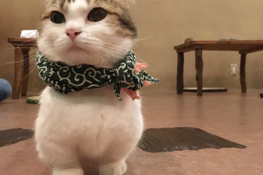 This short-legged cat is popular with most guests