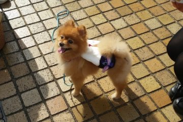Pomeranian dog at a cosplay festival, Tokyo