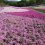 Giấc mơ màu hồng của công viên Hitsujiyama