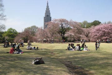 Парк Йойоги и апреле