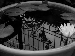A lotus blossom in a basin
