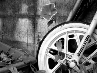 Một bông hoa asagao nở muộn bên một chiếc bánh xe cũ kĩ