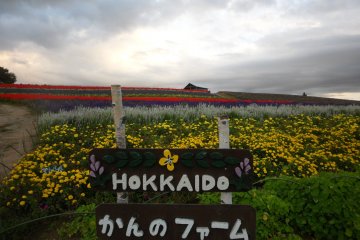 Табличка с названием Фермы Канно напротив цветочного поля