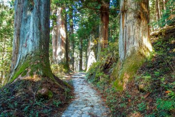 Follow this stone path which will soon enter a forest