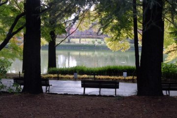 Large pond framed by trees