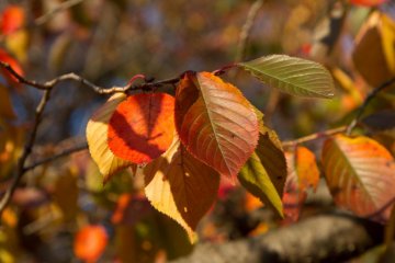 Можно отыскать разноцветные листья вишни: зеленые, желтые, оранжевые и коричневые