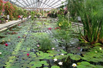 Indoor lily pond about 100 meters long!