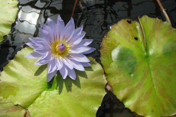 Водяная лилия - такой экзотический для меня цветок