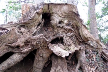 Picturesque stump