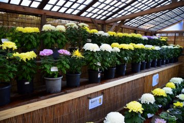 Giant chrysanthemums in many colors