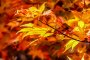 Nikko’s Autumn Colors